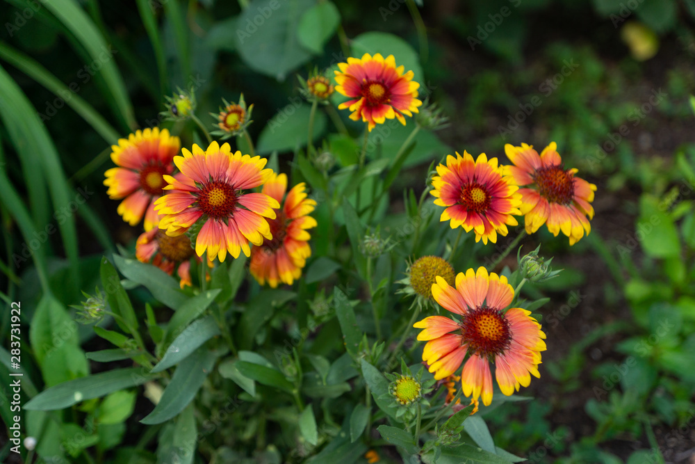 Beautiful orange garden flowers. Flowering in the Park, in the garden of lilies and Cynia. Beautiful orange garden flowers. Flowering in the Park, in the garden of lilies and Cynia.