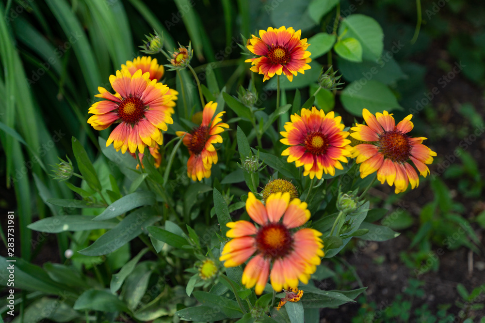 Beautiful orange garden flowers. Flowering in the Park, in the garden of lilies and Cynia. Beautiful orange garden flowers. Flowering in the Park, in the garden of lilies and Cynia.