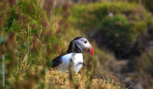 Puffin in Iceland