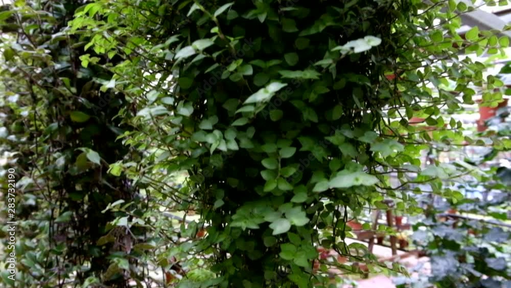 Stacked young and green plants display in greenhouse