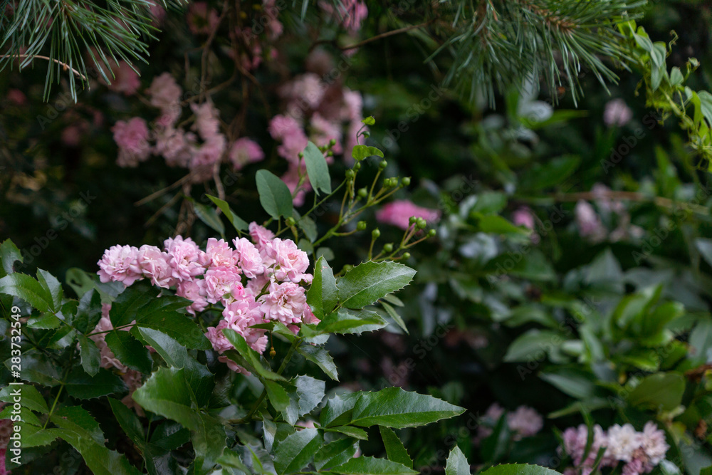 Flowering garden decorative rose bush. A pink bush blooms under a pine tree. Rose bush among garden plants.