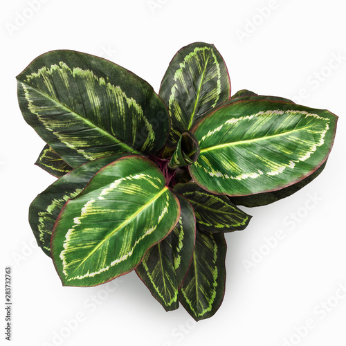 Artificial maranta plant in flower pot on white background photo