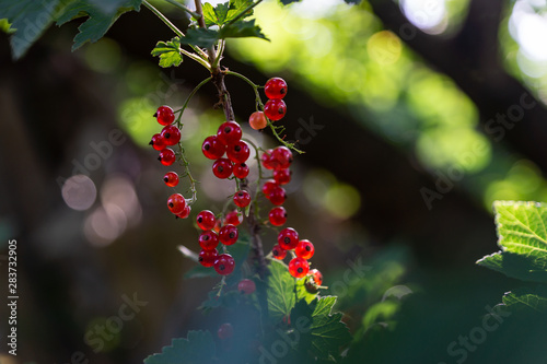 Branches of red and black currant. Bright, ripe, juicy berries of black and red currants. Ripe berries glow in the sun.