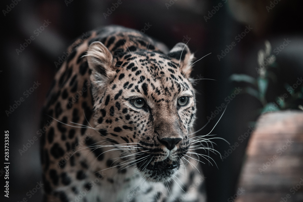 Fototapeta premium Beautiful portrait of a predatory animal. Leopard. Male.
