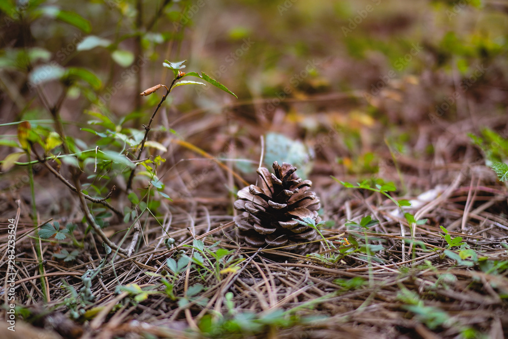 pine cones in a pine forest pine cones in a pine forest