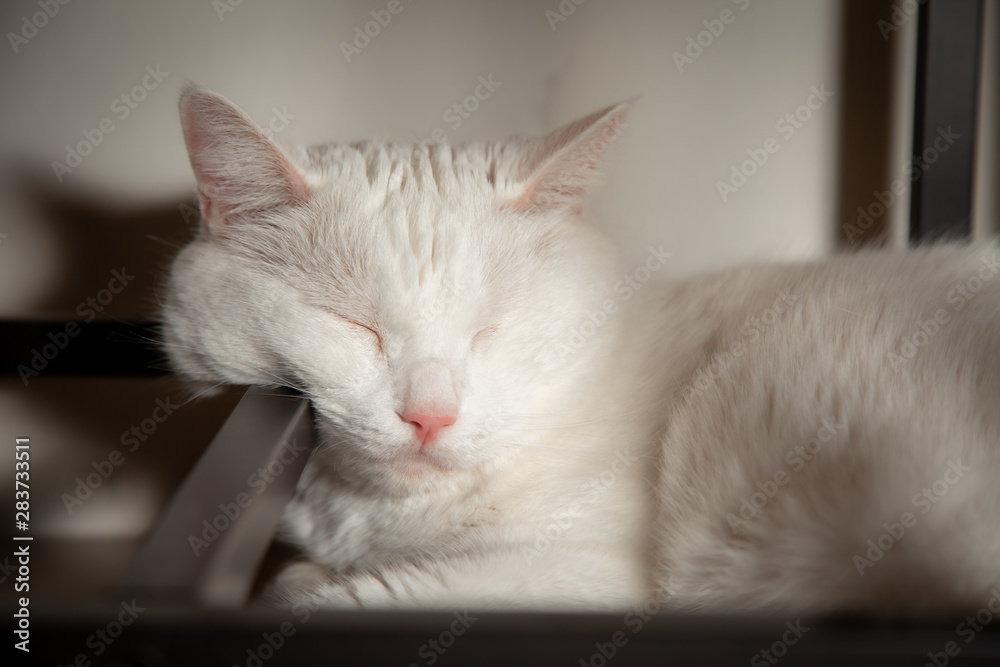 Fototapeta premium Cat cute little ginger kitten in the fluffy pet comfortably settled is asleep feeling and Lying under the table happy in the morning.
