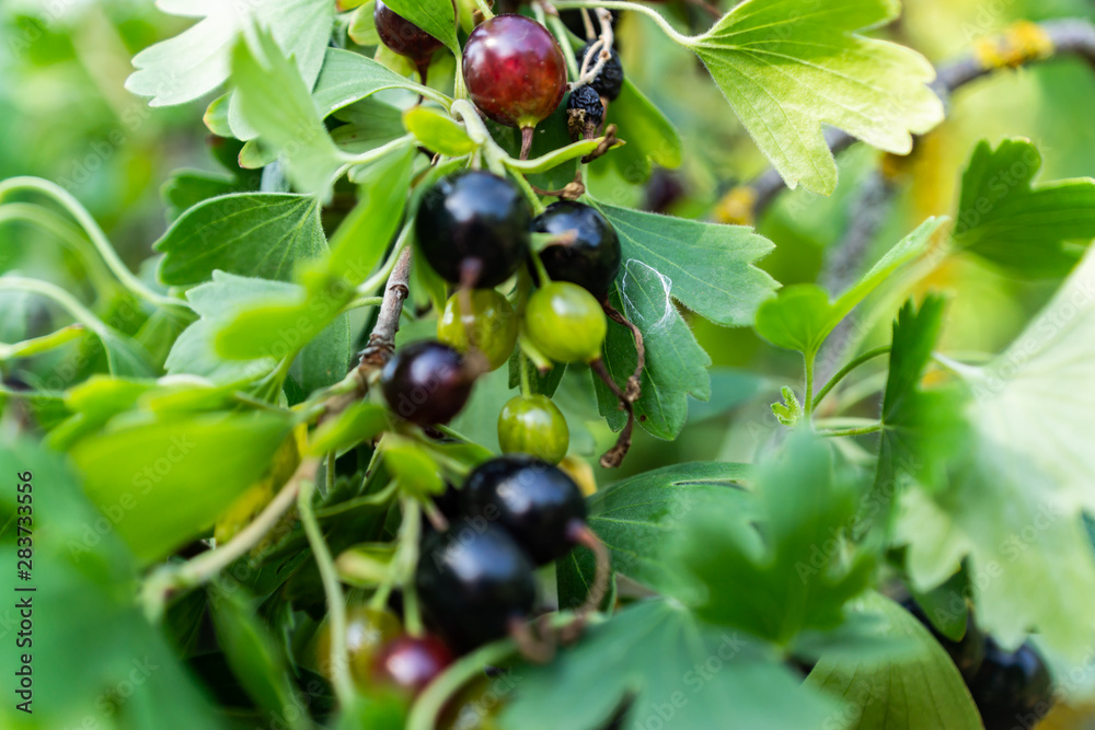 Branches of red and black currant. Bright, ripe, juicy berries of black and red currants. Ripe berries glow in the sun. Branches of red and black currant. Bright, ripe, juicy berries of black and red currants. Ripe berries glow in the sun.