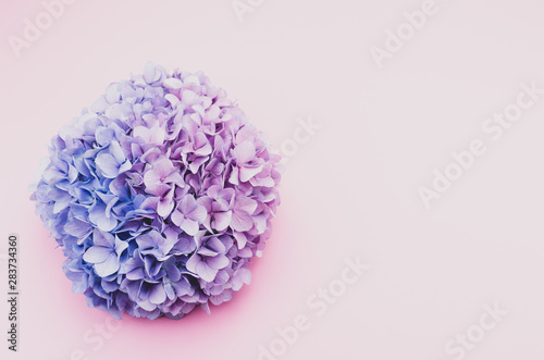 purple pink hydrangea flower head - floral theme backdrops