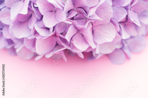 purple pink hydrangea flower head - floral theme backdrops