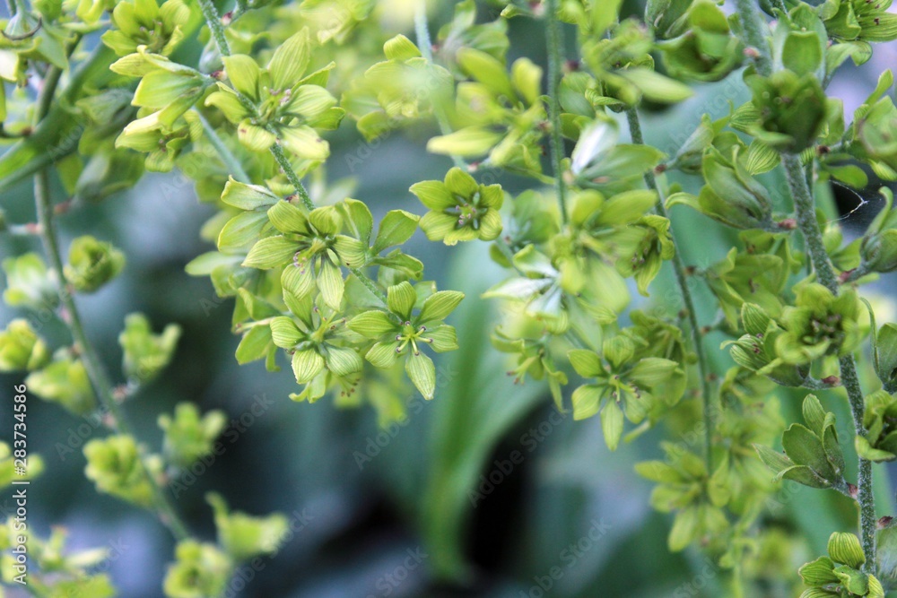 veratrum lobelianum green flowers close up (Veratrum viride) veratrum lobelianum green flowers close up (Veratrum viride)