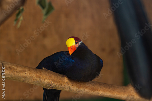 Beautiful dark blue tropical bird with orange and bright yellow beak and red head sits on the branch of the tree on the light brown background