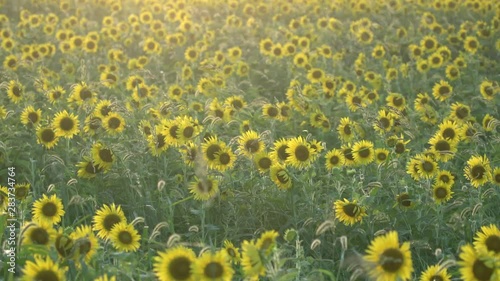 field of sunflowers