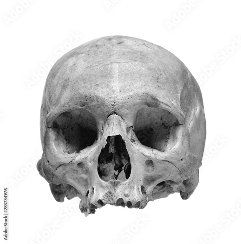 Foto Human skull on a white background.