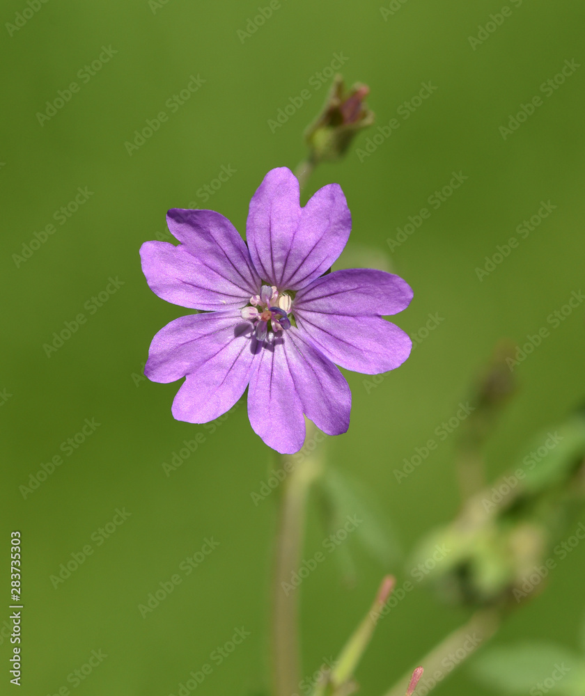 Pyrenaeen-Storchschnabel, Geranium, pyrenaicum Pyrenaeen-Storchschnabel, Geranium, pyrenaicum