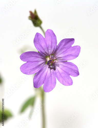 Pyrenaeen-Storchschnabel, Geranium, pyrenaicum