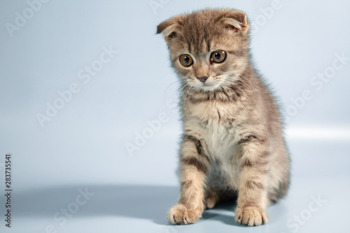 Scottish fold cat breed, age 3 months. Little scottish fold Cat cute ginger kitten in the fluffy pet is feeling happy and cat lovely comfortable . love to animals pet concept . © Nitiphonphat