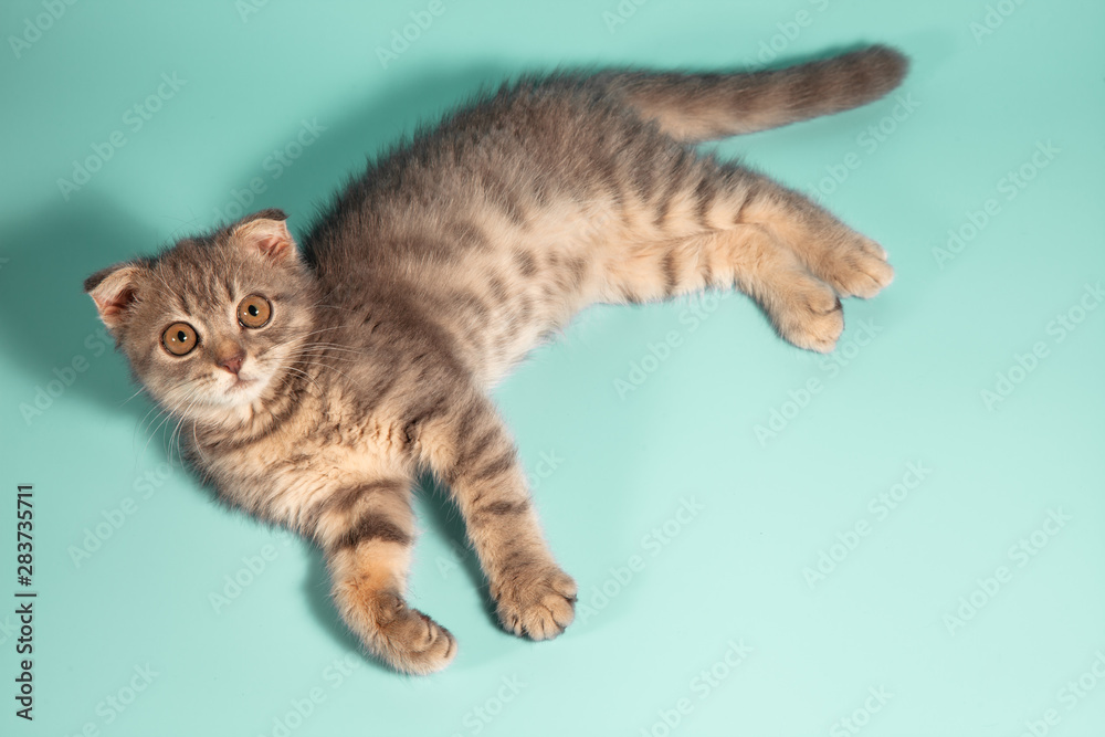 Obraz premium Scottish fold cat breed, age 3 months. Little scottish fold Cat cute ginger kitten in the fluffy pet is feeling happy and cat lovely comfortable . love to animals pet concept .