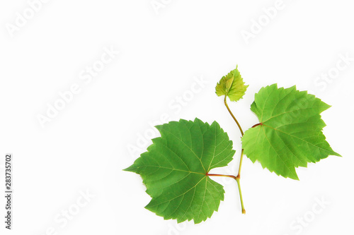natural green grape leaves with veins on a white background