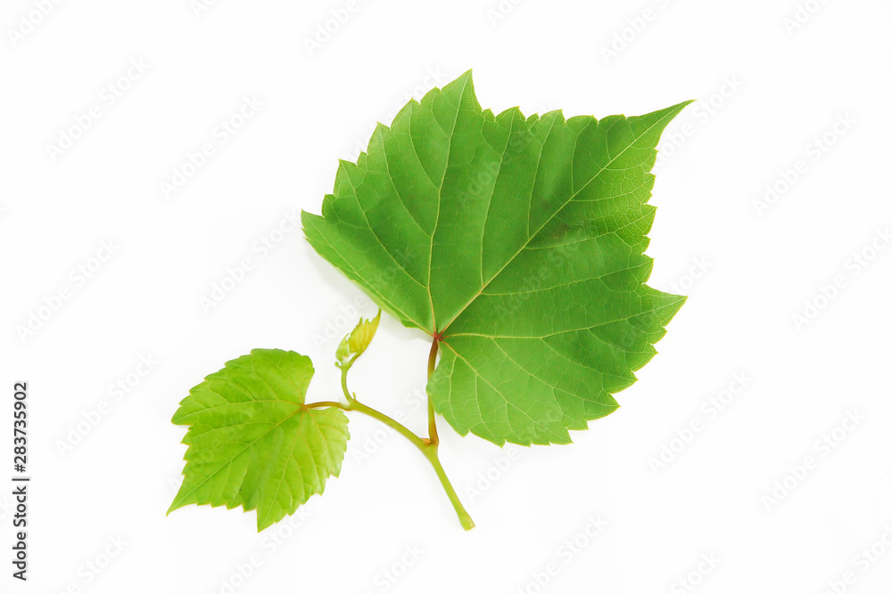 natural green grape leaves with veins on a white background