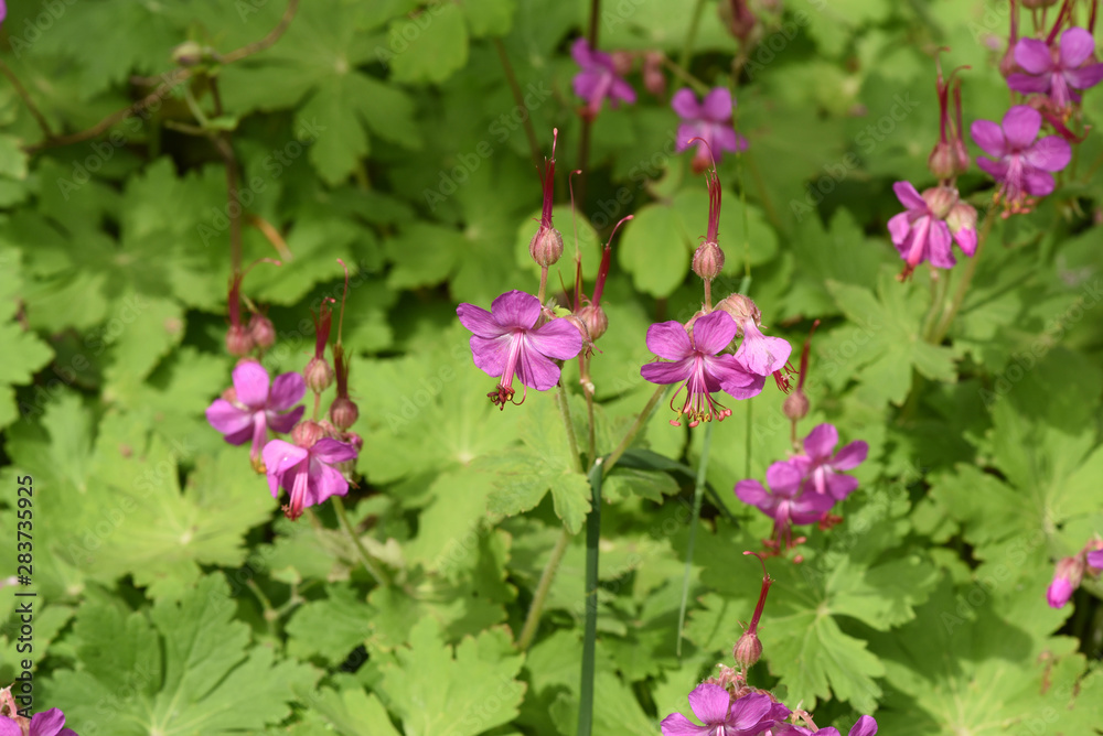 Balkan-Storchschnabel, Geranium macrorrhizum Balkan-Storchschnabel, Geranium macrorrhizum