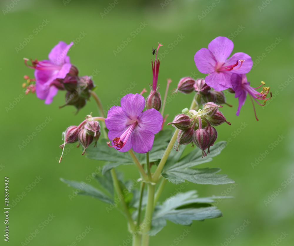 Balkan-Storchschnabel, Geranium macrorrhizum Balkan-Storchschnabel, Geranium macrorrhizum