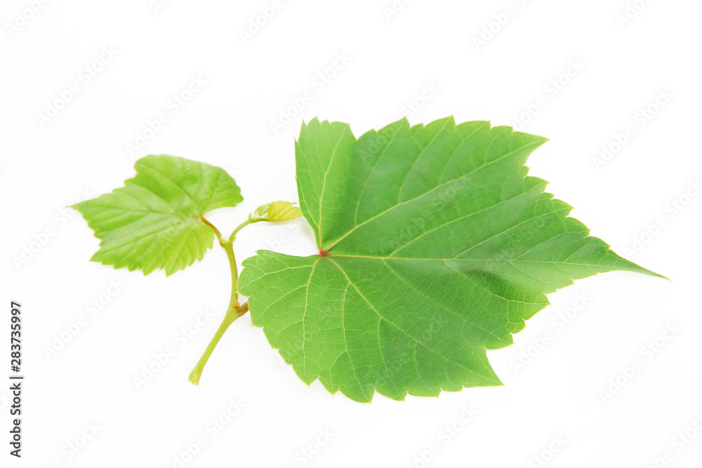 Fototapeta premium natural green grape leaves with veins on a white background