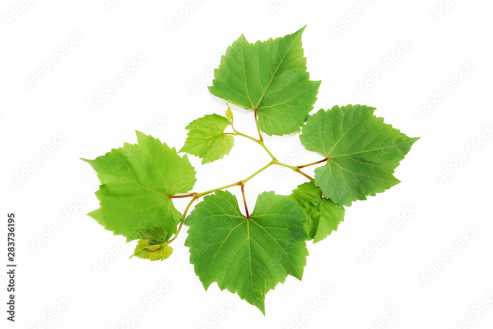 natural green grape leaves with veins on a white background natural green grape leaves with veins on a white background