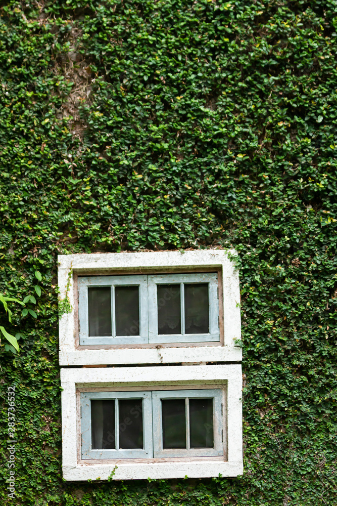 Ancient house window Covered with vines or climber Ancient house window Covered with vines or climber