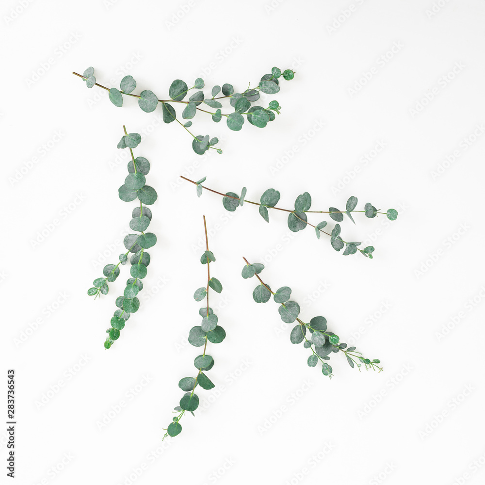 Eucalyptus branches composition isolated on white background. Flat lay Eucalyptus branches composition isolated on white background. Flat lay