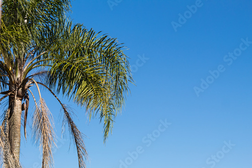 Palm tree on background of blue sky