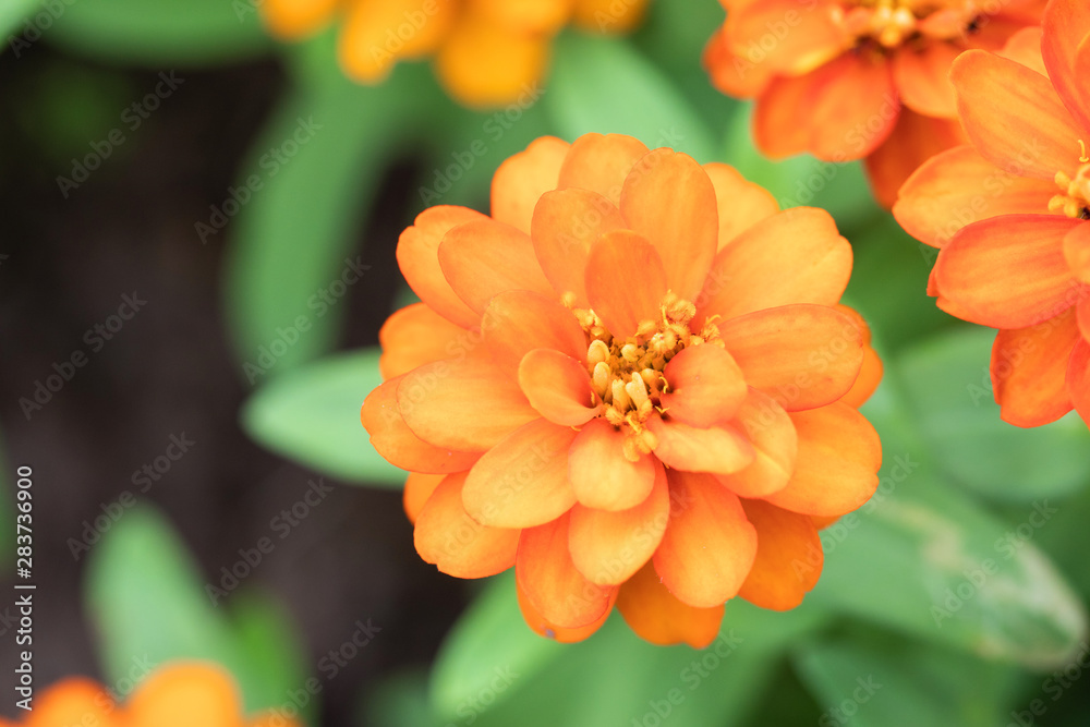 Chrysanthemum Flower are blooming in the park In the morning Chrysanthemum Flower are blooming in the park In the morning