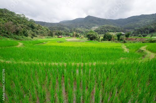 The green rice tree is growing In rice fields