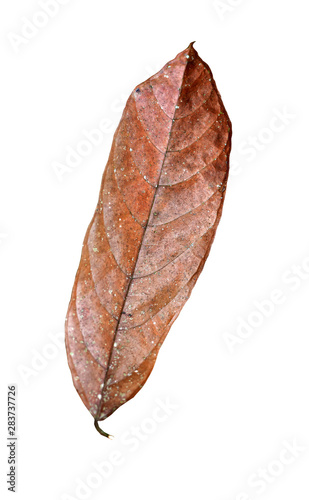 dry leaf isolated on white background