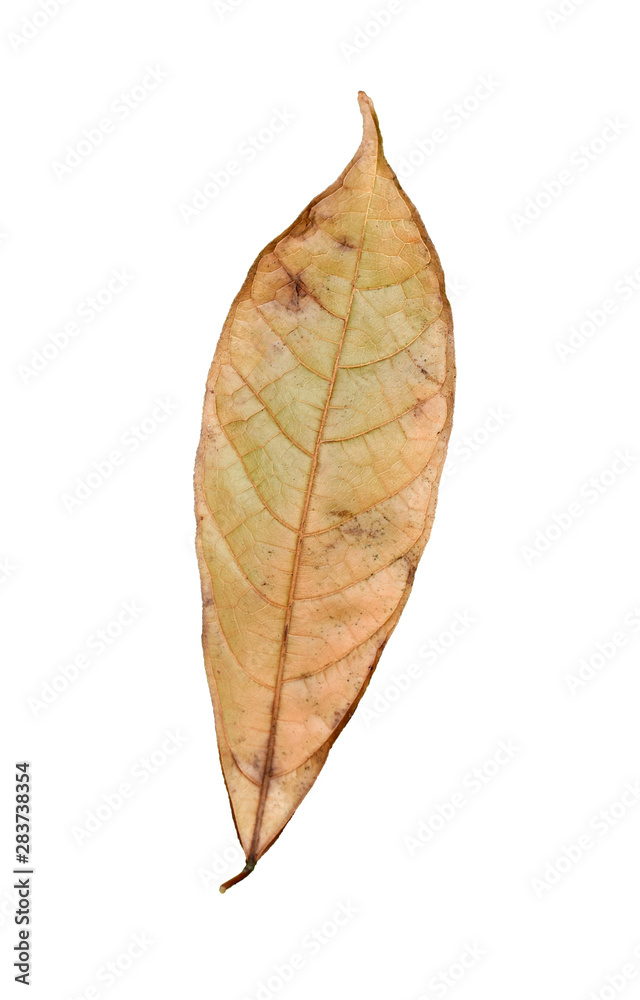 dry leaf isolated on white background dry leaf isolated on white background