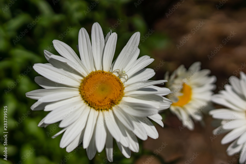 Flowering garden large chamomile. Bush chamomile varieties Leucanthus and Alaska. Flowering garden large chamomile. Bush chamomile varieties Leucanthus and Alaska.