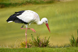 Closeup white stork (Ciconia ciconia) standing on grass, a raised leg, looking for food near of pond