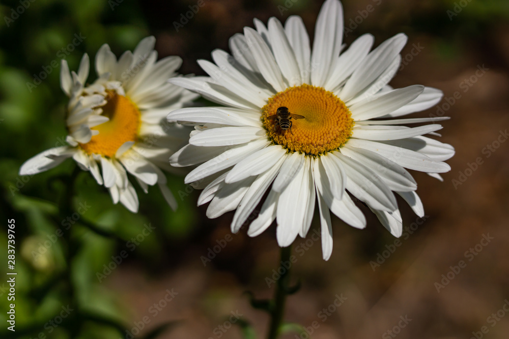 Fototapeta premium Flowering garden large chamomile. Bush chamomile varieties Leucanthus and Alaska.
