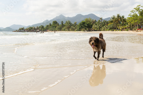 Dog walking on sandy tropical beach on Koh Chang island, Thailand