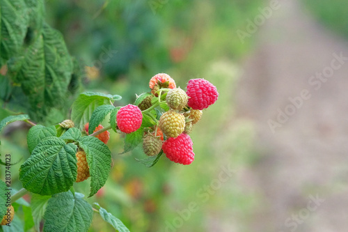 Raspberries in garden. Red sweet berries growing on raspberry bush in garden.   ultivation  gardening  harvest. Healthy eating.