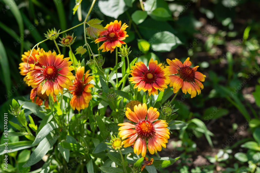 Beautiful orange garden flowers. Flowering in the Park, in the garden of lilies and Cynia. Beautiful orange garden flowers. Flowering in the Park, in the garden of lilies and Cynia.