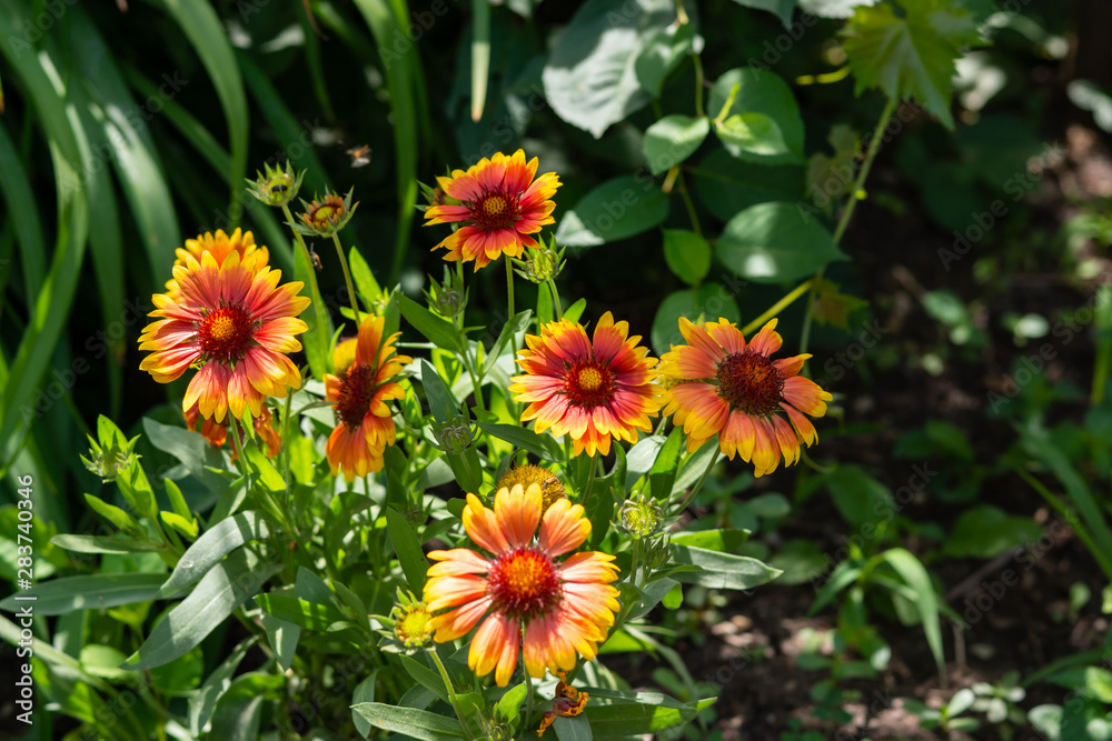 Beautiful orange garden flowers. Flowering in the Park, in the garden of lilies and Cynia. Beautiful orange garden flowers. Flowering in the Park, in the garden of lilies and Cynia.