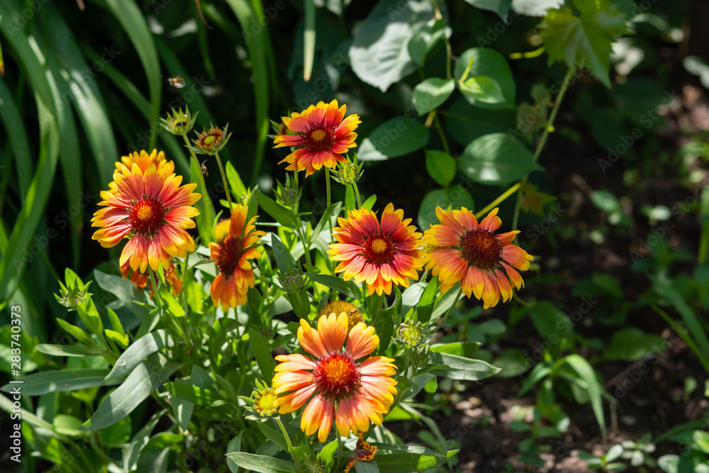 Beautiful orange garden flowers. Flowering in the Park, in the garden of lilies and Cynia. Beautiful orange garden flowers. Flowering in the Park, in the garden of lilies and Cynia.