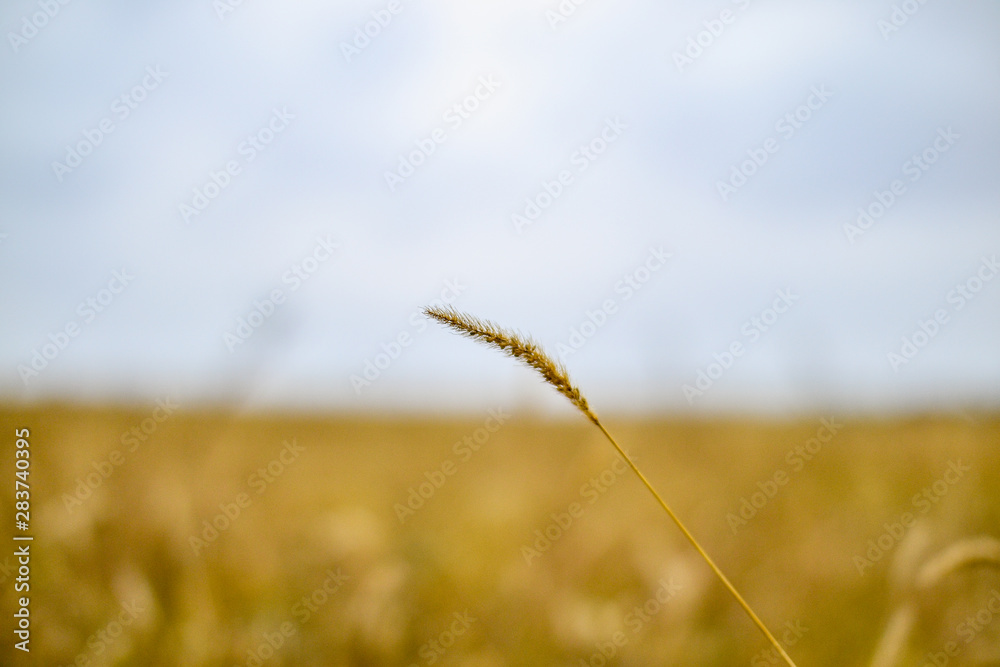 Obraz premium A beautiful landscape of a wheat field in the countryside