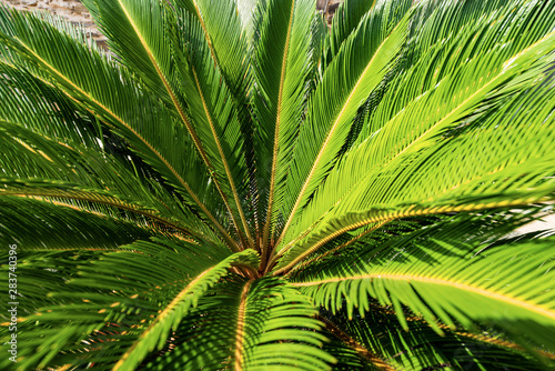 Close-up of a Cycas Revoluta plant. Green leaves in summer  full frame. Liguria  Italy