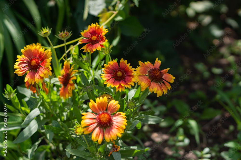 Beautiful orange garden flowers. Flowering in the Park, in the garden of lilies and Cynia.