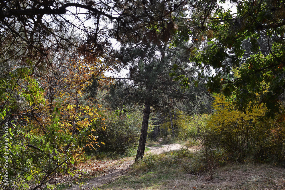 Naklejka premium impenetrable thickets in a pine forest
