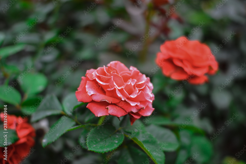 Beautiful pink climbing roses in spring in the garden Beautiful pink climbing roses in spring in the garden