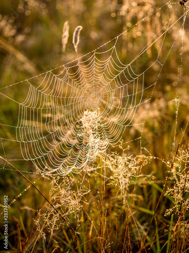 Sunny summer morning. Spider web with dew drops. Morning revitalization of nature.