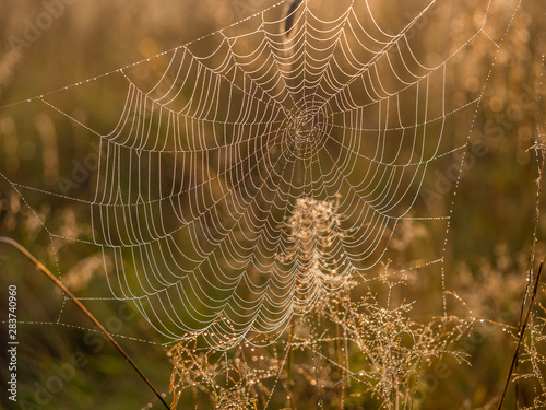 Sunny summer morning. Spider web with dew drops. Morning revitalization of nature. © Юлия Зажигалина