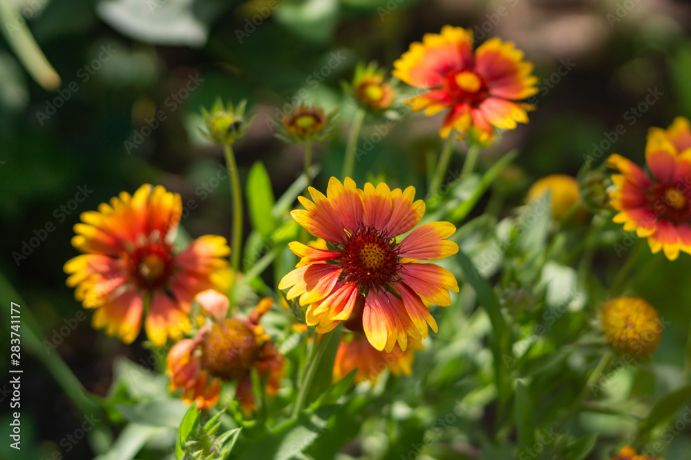 Beautiful orange garden flowers. Flowering in the Park, in the garden of lilies and Cynia. Beautiful orange garden flowers. Flowering in the Park, in the garden of lilies and Cynia.